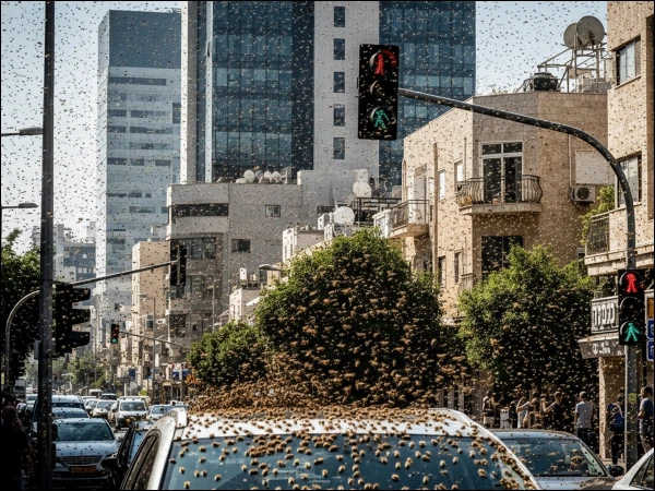 بنی اسرائیل کو ’’قدرت کی سزا‘‘، لاکھوں شہد کی مکھیوں کا ’’حملہ‘‘، ویڈیوز وائرل